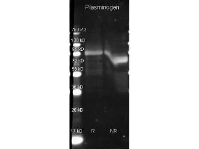 Western Blot: Plasminogen Antibody [HRP] [NB120-7336] - Detection of Plasminogen under reducing (R) and non-reducing (NR) conditions. Reduced samples of purified target proteins contained 4% BME and were boiled for 5 minutes. Samples of 1ug of protein per lane were run by SDS-PAGE. Protein was transferred to nitrocellulose and probed with 1:3000 dilution of primary antibody. Detection shown was using Dylight 649 conjugated Donkey anti goat 1 hr RT.